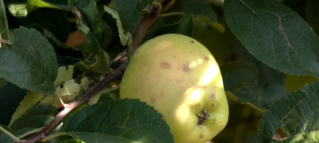 Ένα ακόμη πλήγμα για τους μηλοπαραγωγούς στο Μεσόβουνο Εορδαίας (video)
