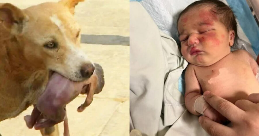 Συγκινητική ιστορία: Αδέσποτος σκύλος έσωσε μωρό από τα σκουπίδια στον Λίβανο
