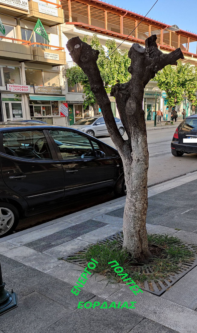 ΕΝΑ ΔΕΝΔΡΟ ΠΟΥ ΠΕΡΙΜΕΝΕΙ ΤΟΝ ΘΑΝΑΤΟ ΤΟΥ