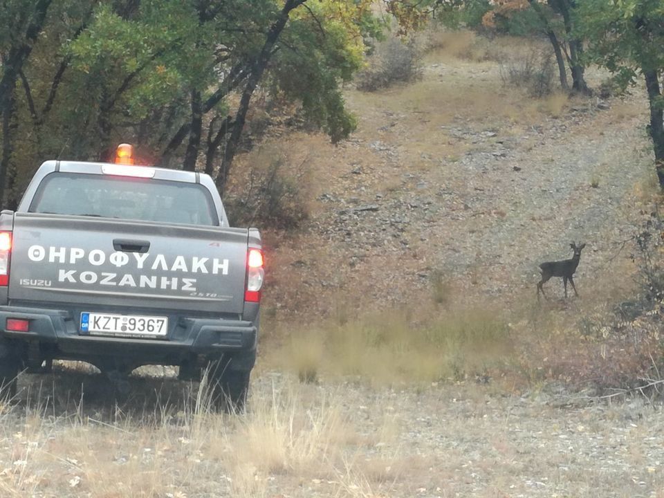 Σύλληψη υπόπτου για τοποθέτηση συρμάτινων θηλιών.