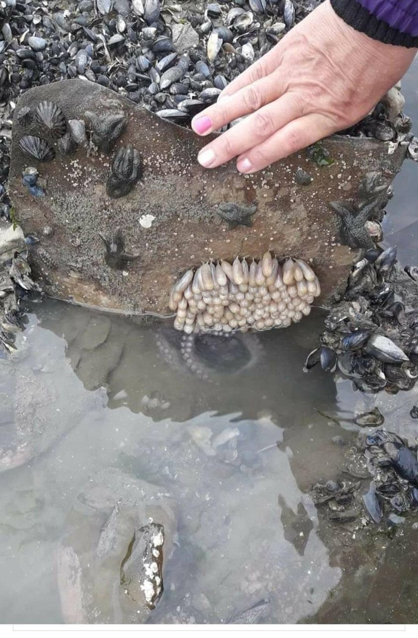 Τώρα είναι η εποχή Μάιος-Ιούλιος που η μαμά χταποδίνα τα φυλάει  (τα παιδιά της) μέχρι να πεθάνει από ασιτία!