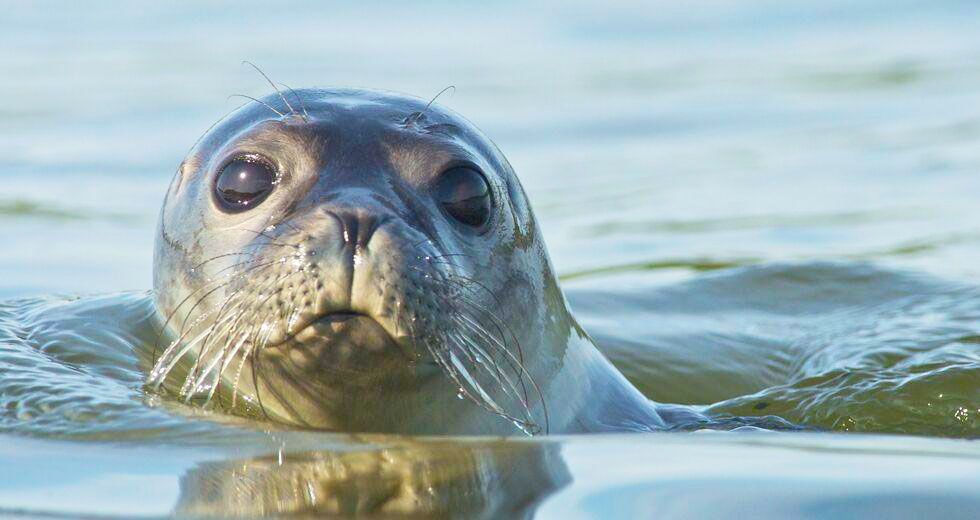 Θλίψη και οργή για τη δολοφονία της φώκιας μασκότ της Αλόννησο
