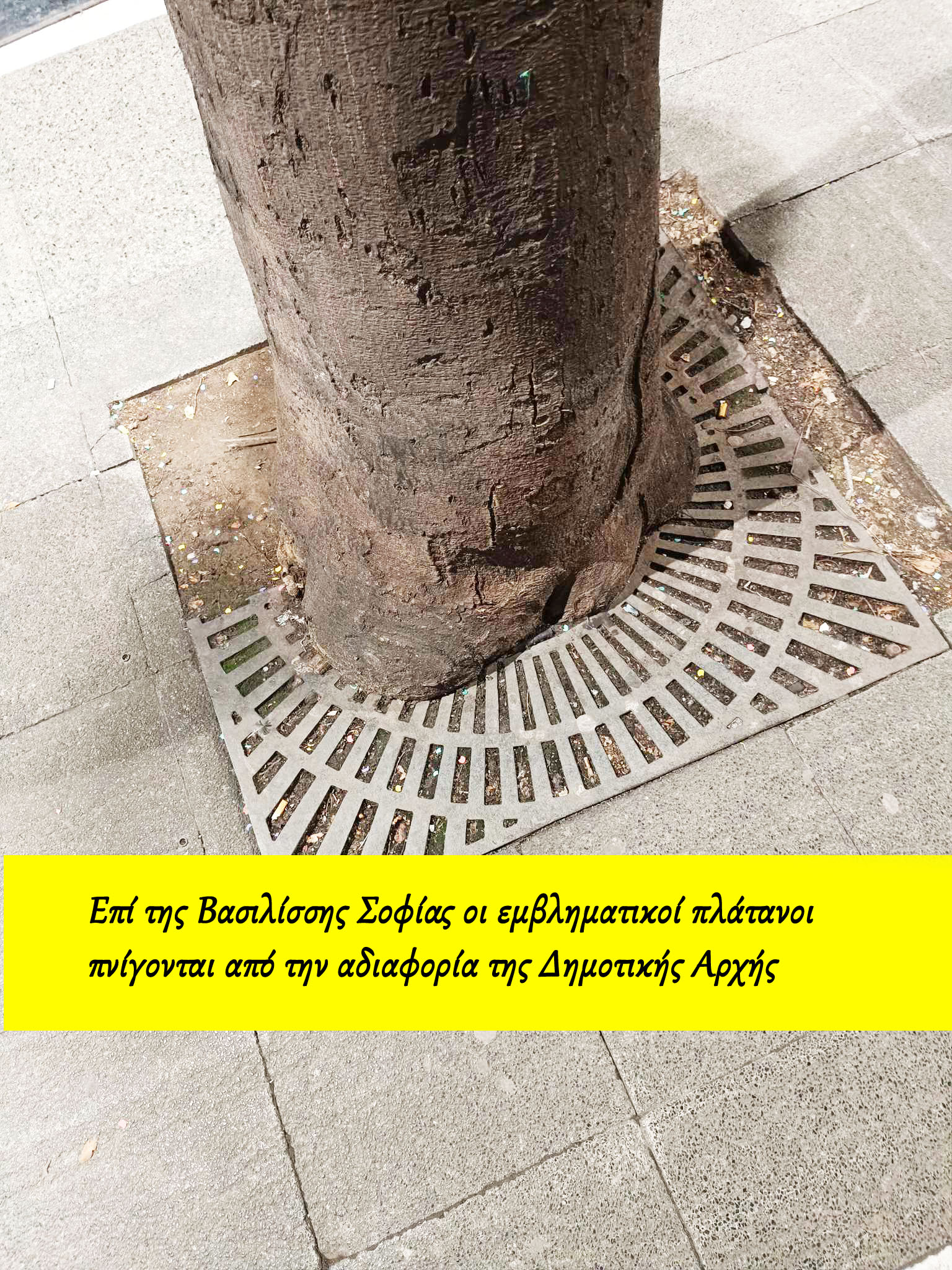 Επί της Βασιλίσσης Σοφίας οι εμβληματικοί πλάτανοι πνίγονται από την αδιαφορία της Δημοτικής Αρχής