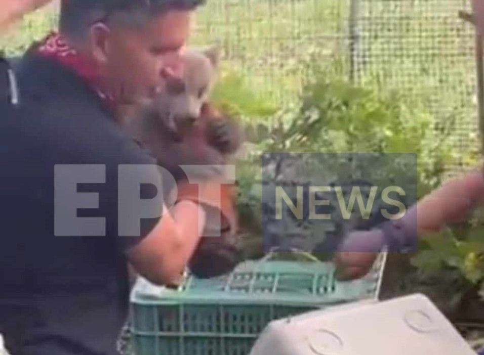 Πτολεμαϊδα: Αρκουδάκι έκανε βόλτες σε αυλή σπιτιού (βίντεο)