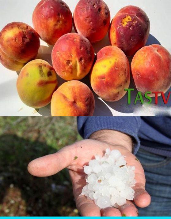 Ροδακινοπαραγωγοί Βελβεντού: Oλική καταστροφή από το χαλάζι