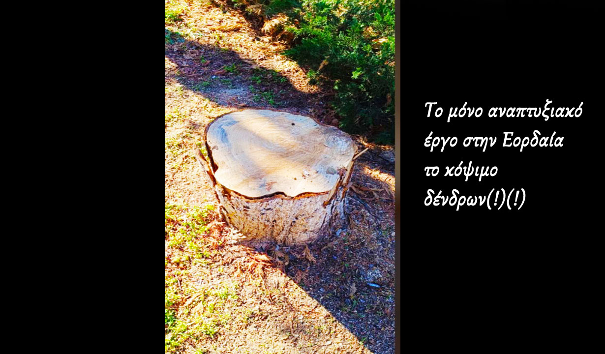 Το μόνο αναπτυξιακό έργο στην Εορδαία το κόψιμο δένδρων(!)(!)