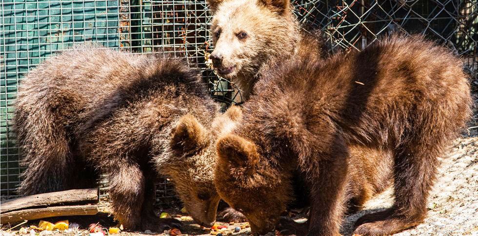 Φλώρινα – ΑΡΚΤΟΥΡΟΣ: Με μικρά “αγρίμια” γέμισε το Κέντρο Επανένταξης Άγριων Ζώων(ΒΙΝΤΕΟ)