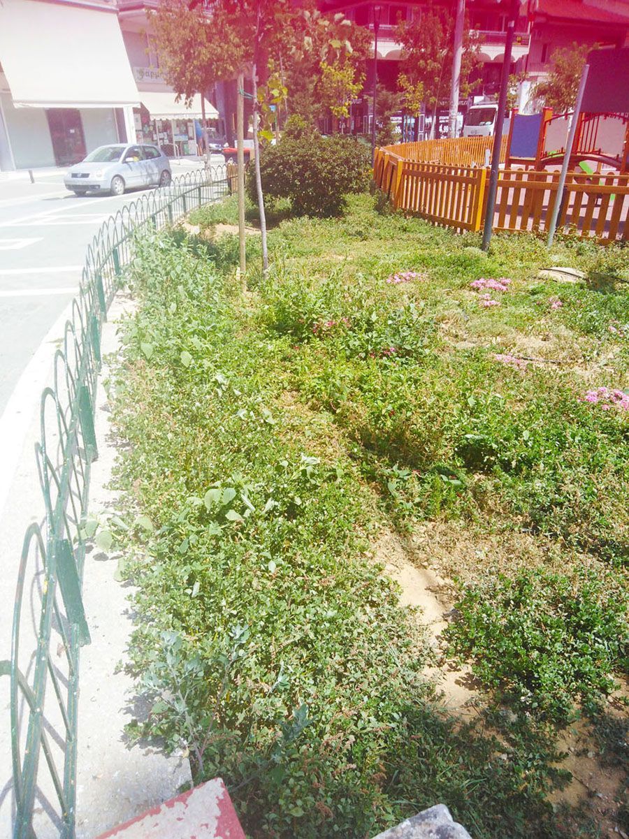 Ο Δήμαρχος, ο Αντιδήμαρχος και ο Γεωπόνος! Ας τους καμαρώσουμε στην καρδιά της Πόλεως….