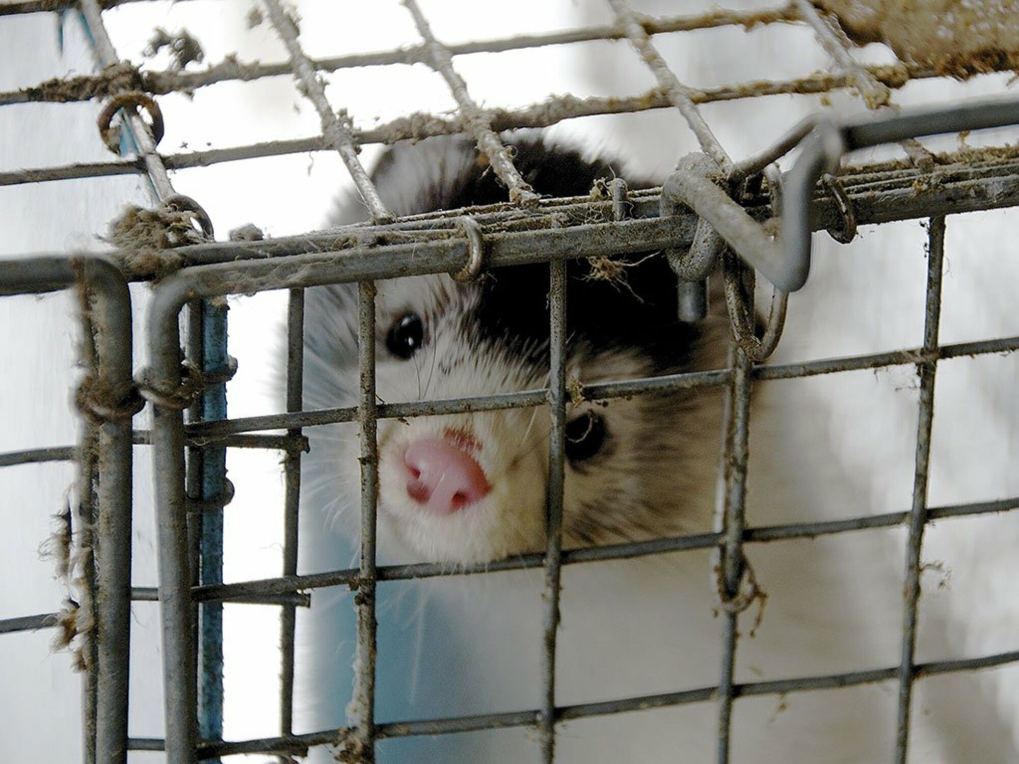 Χρειάζονται 50 ζώα για να φτιαχτεί μια γούνα και μόνο ένα για να την φορέσει!!!!!