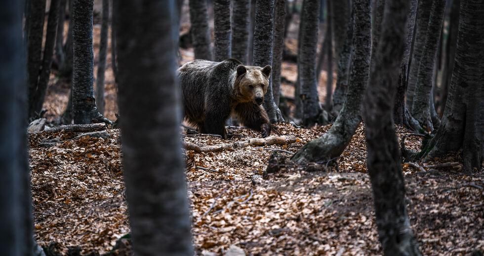 Πυρ και μανία στο Νυμφαίο για την αβάντα στα αιολικά