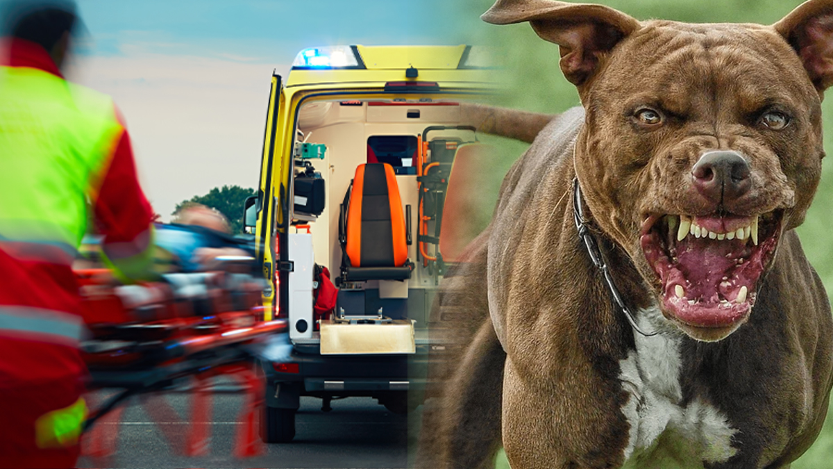 Τραγωδία στη Ζάκυνθο: Νεκρό παιδί 2 ετών από επίθεση Πιτ Μπουλ