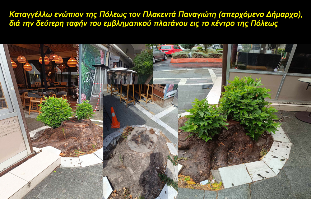 Πολιτίδης Χρήστος: Καταγγέλλω ενώπιον της Πόλεως τον Πλακεντά Παναγιώτη (απερχόμενο Δήμαρχο), διά τη δεύτερην ταφήν του εμβληματικού πλατάνου εις το κέντρον της Πόλεως
