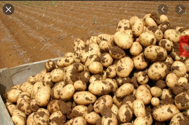 Εορδαία: Επιδοτούνται οι πατατοπαραγωγοί