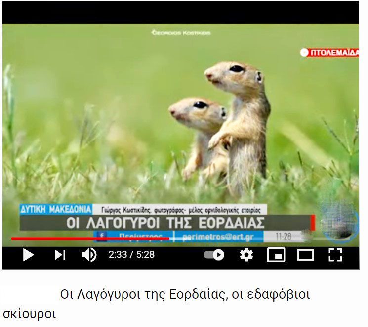 ΛΑΓΟΓΥΡΟΙ ΣΤΗΝ ΕΟΡΔΑΙΑ