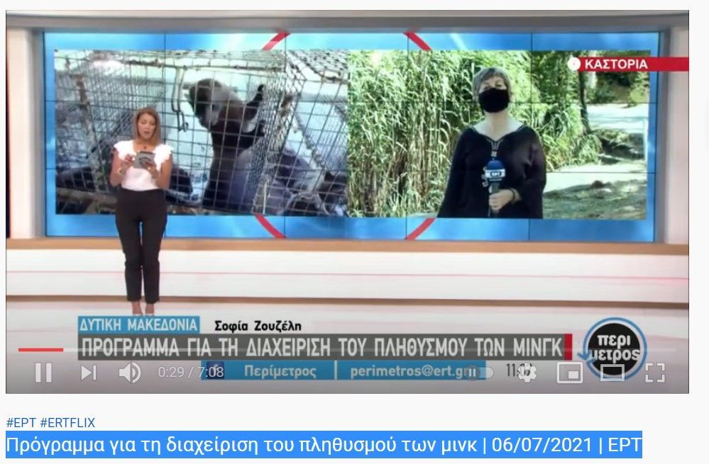 Η “απελευθέρωση” των μίνκ που προκάλεσε περιβαλλοντικό πρόβλημα