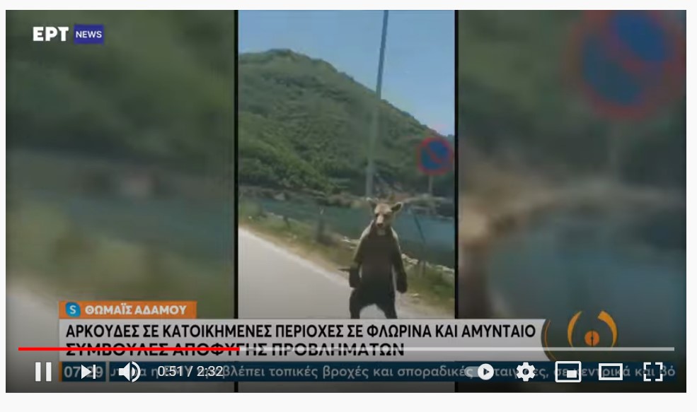 Αρκούδες έκαναν την εμφάνισή τους σε κατοικημένες περιοχές σε Φλώρινα και Αμύνταιο