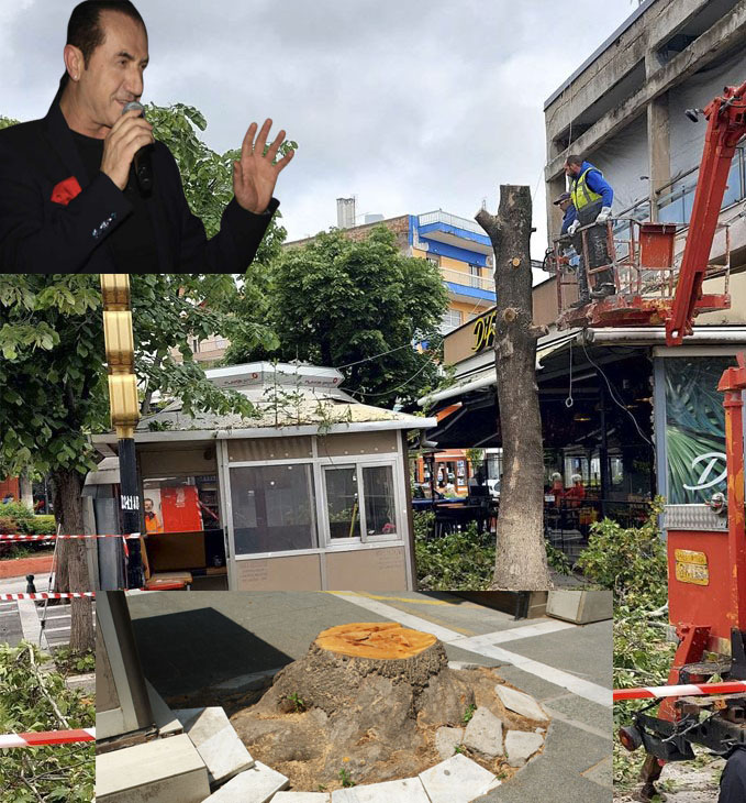 Εορδαία: Νέα κοπή δένδρου εις το κέντρο της Πόλεως και τόπε - τόπε ο παπαγάλος