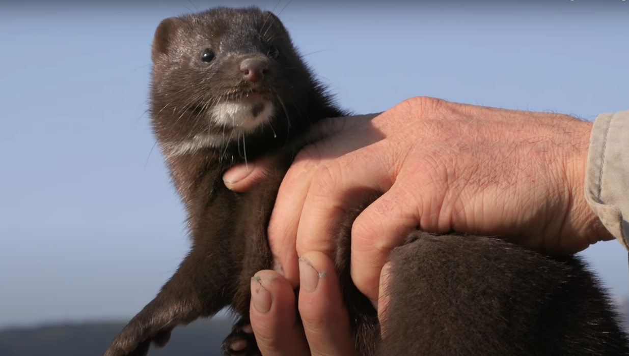 Ανεξέλεγκτη αύξηση μινκ στη Δυτική Μακεδονία - "Εισβολή" στην Κοζάνη