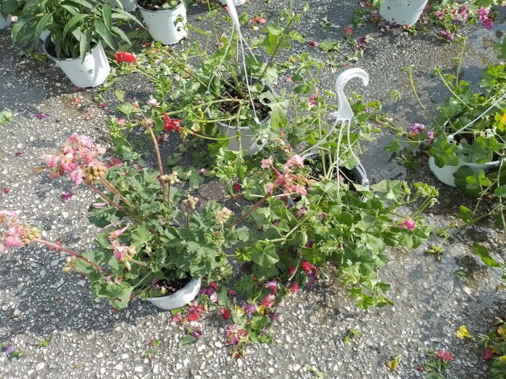 Πτολεμαΐδα: Οικονομική ενίσχυση στους πληγέντες της Ανθοκομικής  Έκθεσης