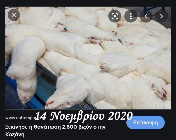 Αντί για μινγκ, συνέλαβαν οικόσιτα ζώα (προφανώς γάτες)