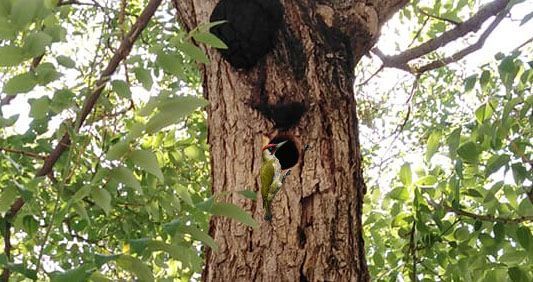 Πτολεμαΐς Πέτρινο (πρώτο) Δημοτικό σχολείο Δρυοκολάπτης σε δένδρο εντός του!!!